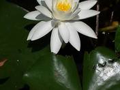 Lily 