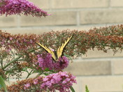 Butterflies do like Butterfly Bushes