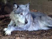 Wolf