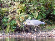 Blue heron with fish