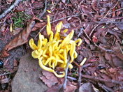 Coral Mushroom
