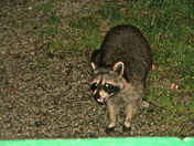 raccoon