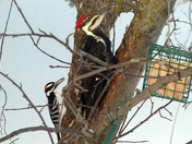 woodpeckers, pileat and common
