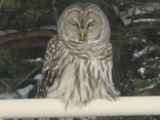 Trying to catch a Wink!