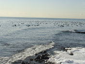 Fowl afloat on Lake Ontario