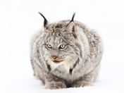 Canada Lynx