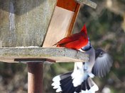 Cardinal meets Blue Jay