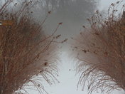 Raspberries in Winter