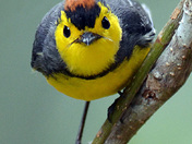 Collared Redstart