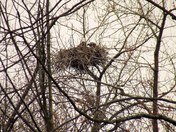 Mum and Baby Bald Eagle