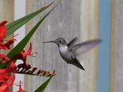 Beautiful hummingbird