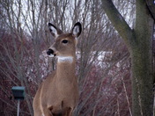 Backyard deer