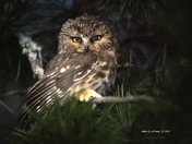 Saw-whet Owl   [Aegolius acadicus]