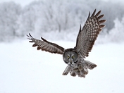 Great Gray Owl