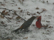 Who you calling chicken? Big Beak!