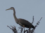 The Great Blue Heron
