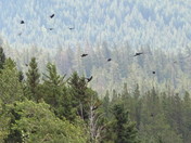 The flight of Ravens