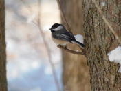 Wee Chickadee