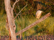 Night Heron Family