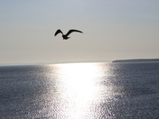 Seagull in flight