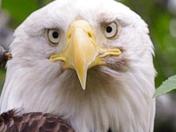 Here's looking at you