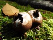 Puffer Mushrooms in the Spring