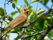 female cardinal
