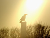 Backlit Crow