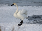 swan,,, oops that did not hold me