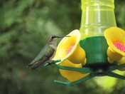 A stationary Hummingbird?