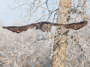Great Gray in flight