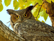 Great Horned Owl