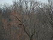 Turkey Vulture