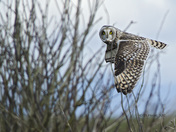 Short-eared Owl