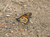Beaching Butterfly