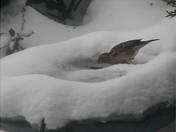 sparrow having a drink