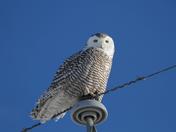 Snowy Owl