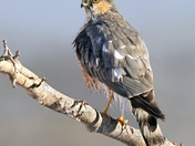 Sharp-shinned Hawk