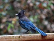 Steller's Jay