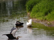 Grace, Beauty and Ellusive