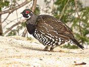SPRUCE GROUSE