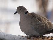 Eurasian Collared Dove