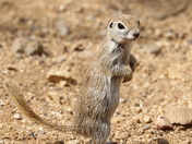 Round-tailed Ground Squirrel
