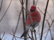 Male Pine Grosbeak
