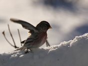 The Common Redpoll