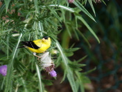 Goldfinch