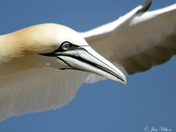 Gannet