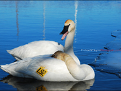 Trumpeter Swans
