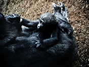 Baby Gorilla