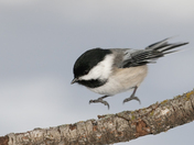 Coming in for a landing